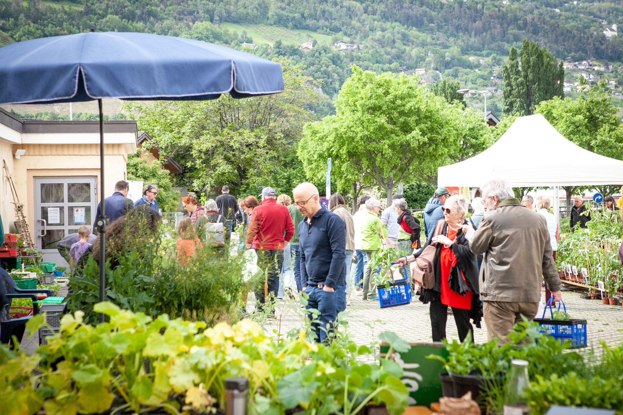 Marché aux plantons.jpg