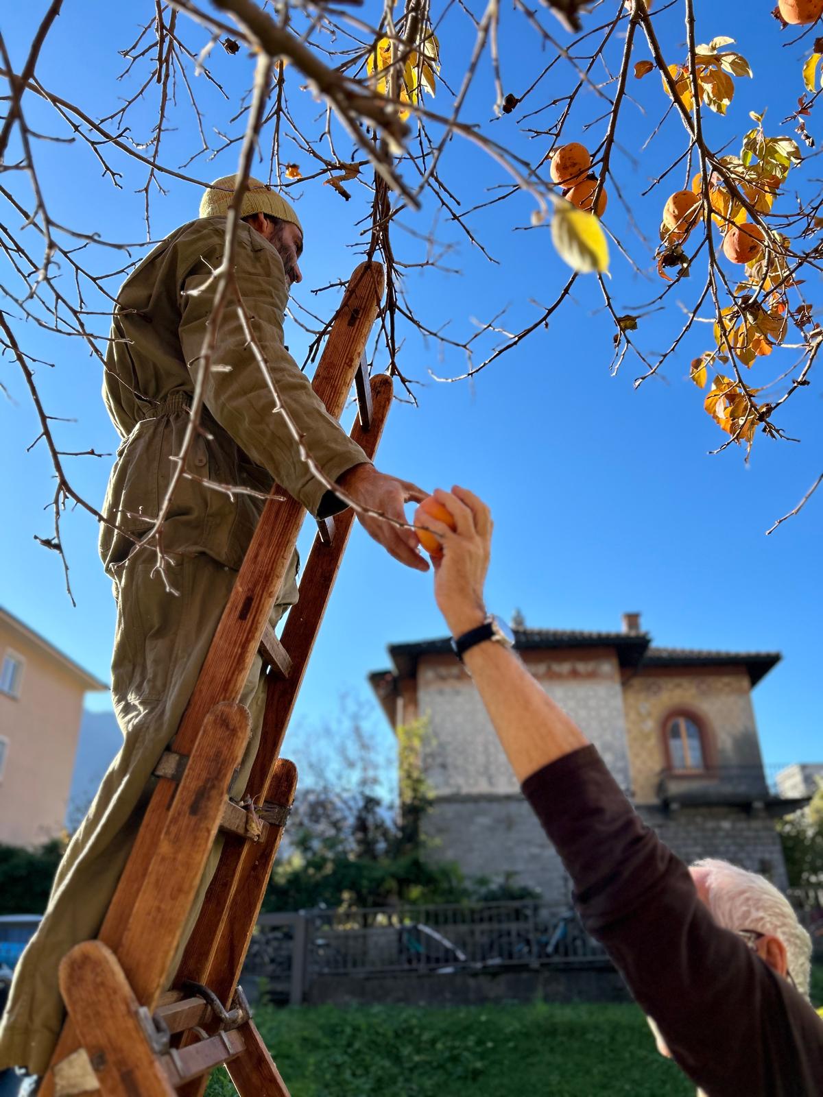 1cachi raccolta.jpeg