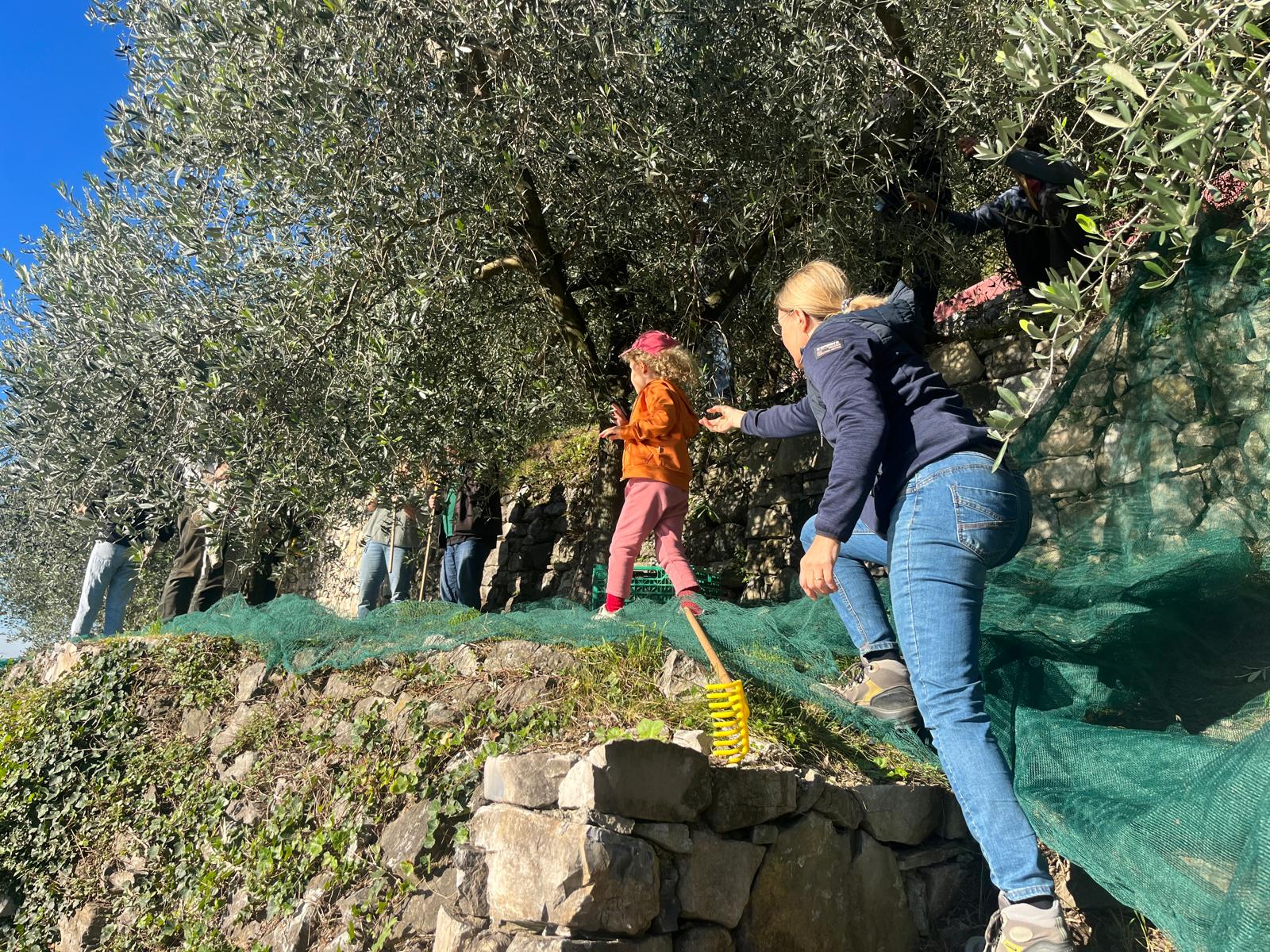 Olive-Gandria (5).jpg